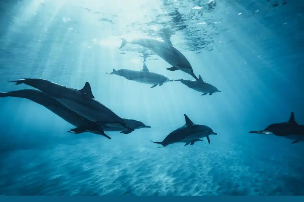 dolphins